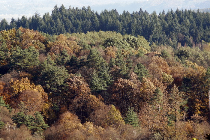 Varazdin, 301010.
Na podrucju brdovitog dijela opcine Vinice, koja je udaljena petnaest-ak kilometara od Varazdina ovih dana se moze vidjeti predivan spektar boja koje su nam dostupne samo nekoliko dana u godini.
Naime, pocetak opadanja lisca s drveca i p Varazdin, 301010.
Na podrucju brdovitog dijela opcine Vinice, koja je udaljena petnaest-ak kilometara od Varazdina ovih dana se moze vidjeti predivan spektar boja koje su nam dostupne samo nekoliko dana u godini.
Naime, pocetak opadanja lisca s drveca i p