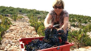 Primošten. Počela berba grožđa od kojeg se pravi svjetski poznato vino Babić. Photo: Duško Jaramaz/PIXSELL Primošten. Počela berba grožđa od kojeg se pravi svjetski poznato vino Babić. Photo: Duško Jaramaz/PIXSELL