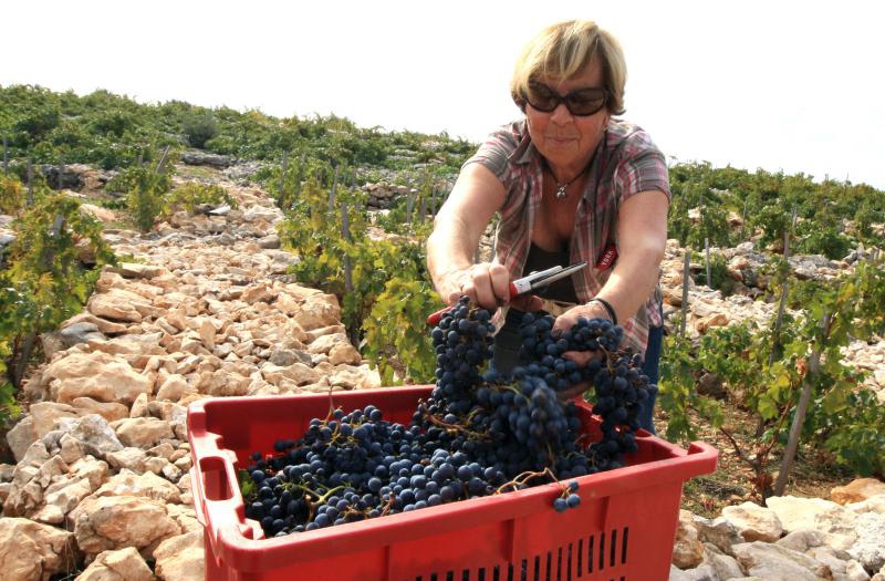Primošten. Počela berba grožđa od kojeg se pravi svjetski poznato vino Babić. Photo: Duško Jaramaz/PIXSELL Primošten. Počela berba grožđa od kojeg se pravi svjetski poznato vino Babić. Photo: Duško Jaramaz/PIXSELL