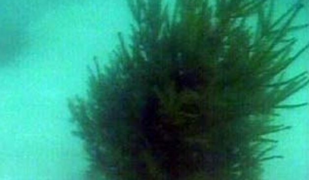 Božićno drvce pod morem (Foto: HTV)