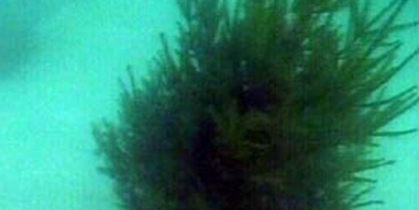 Božićno drvce pod morem (Foto: HTV)