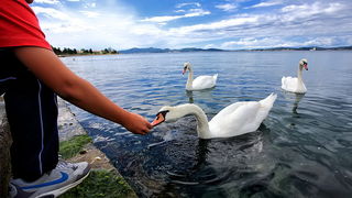 Labudovi u Bibinjama 12. svibnja 2013.  Foto: Roberto Lerga