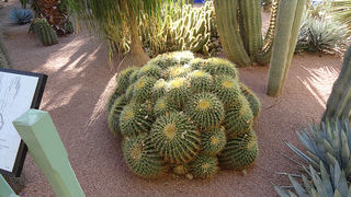 Skitnja Casablancom, foto: Pero Šindija