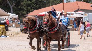 Benkovački sajam u objektivu Dina Stanina