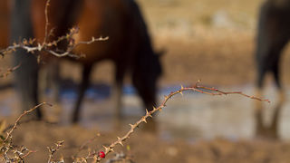 Libinje: Velebitski divlji konji, Foto: Leo Banić
