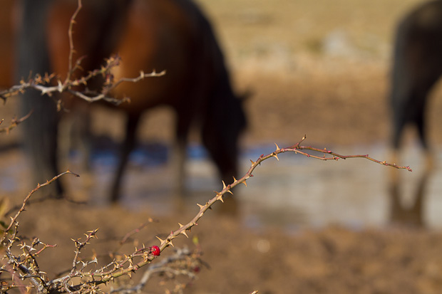 Libinje: Velebitski divlji konji, Foto: Leo Banić