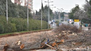 Na Bulevaru posječena stabla lipe stara 40 godina
