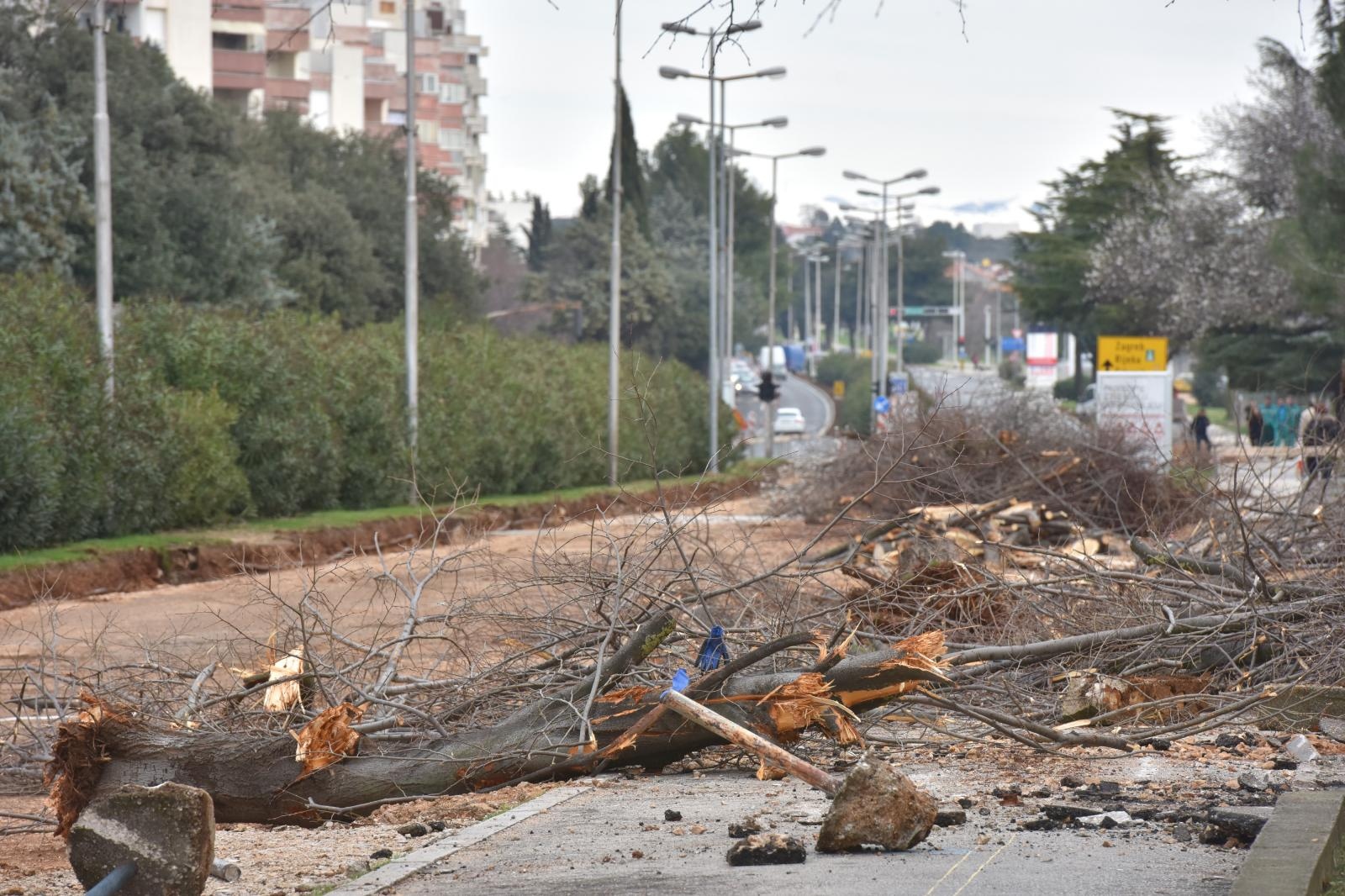 Na Bulevaru posječena stabla lipe stara 40 godina