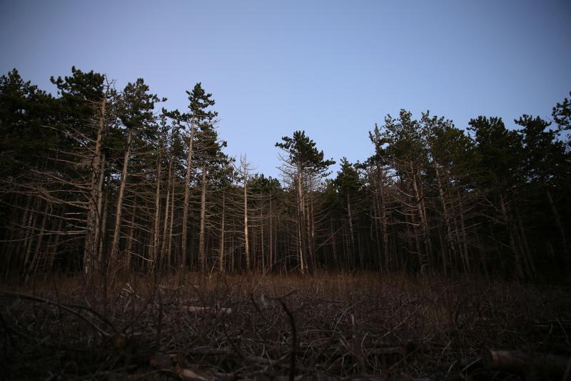 16.03.2014., Juzni Velebit – Topljenje snijega na Juznom Velebitu i procvjetani prvi planinski cvjetovi u ranom proljecu najavljuju skorasnje toplije vrijeme. Photo: Filip Brala/PIXSELL Autor Filip Brala/PIXSELL Ključne riječi rekreacija, planina, pro 16.03.2014., Juzni Velebit – Topljenje snijega na Juznom Velebitu i procvjetani prvi planinski cvjetovi u ranom proljecu najavljuju skorasnje toplije vrijeme. Photo: Filip Brala/PIXSELL Autor Filip Brala/PIXSELL Ključne riječi rekreacija, planina, pro