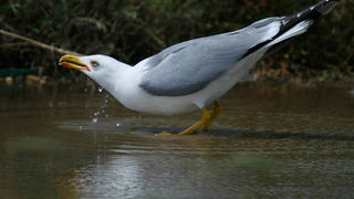 Moj galebe by Leo Banić