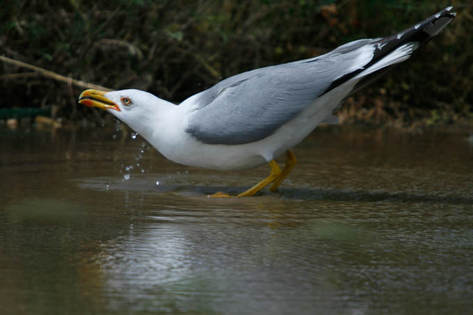 Moj galebe by Leo Banić
