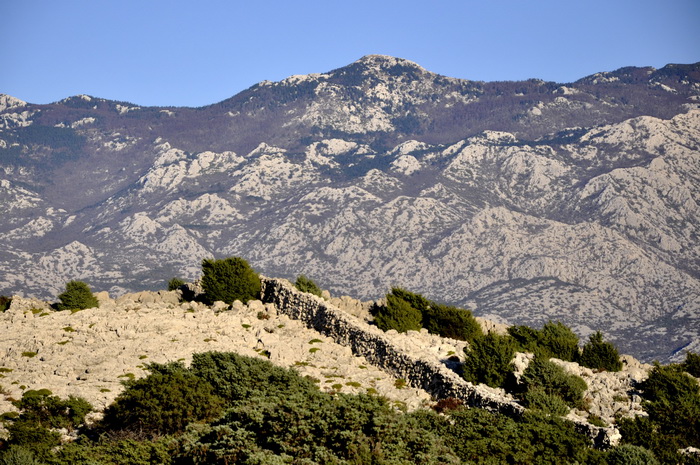 Rab, 131111.
Topao i suncan dan na Rabu idealan je za setnju po barbatskom kantu (pasnjacima) i za otkrivanje ljepota barbatskih kamenih suhozida. Suhozid je gradjevina od prirodnog kamena kojeg su tezaci gradili slagajuci kamen na kamen bez koristenja ve Rab, 131111.
Topao i suncan dan na Rabu idealan je za setnju po barbatskom kantu (pasnjacima) i za otkrivanje ljepota barbatskih kamenih suhozida. Suhozid je gradjevina od prirodnog kamena kojeg su tezaci gradili slagajuci kamen na kamen bez koristenja ve