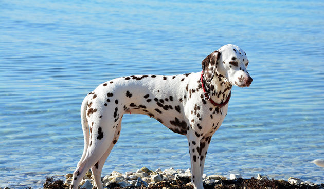 Započeo CACIB Zadar 2015. ; foto Kristina Kajić