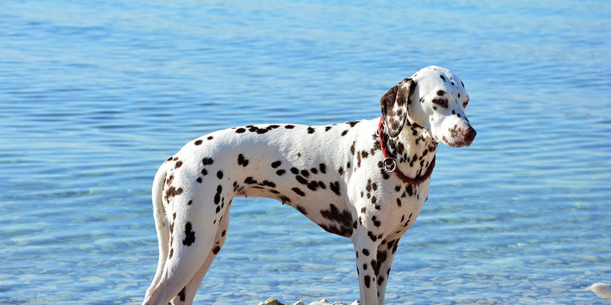 Započeo CACIB Zadar 2015. ; foto Kristina Kajić Započeo CACIB Zadar 2015. ; foto Kristina Kajić