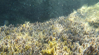 OLYMPUS DIGITAL CAMERA OLYMPUS DIGITAL CAMERA