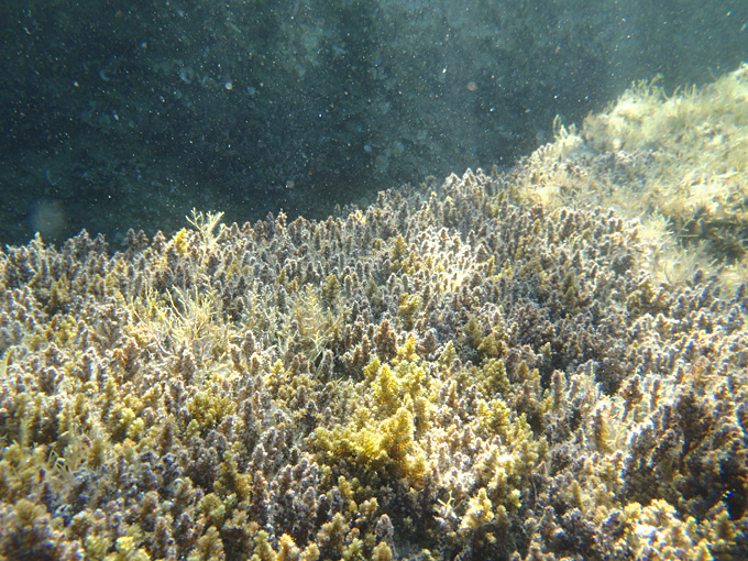 OLYMPUS DIGITAL CAMERA OLYMPUS DIGITAL CAMERA