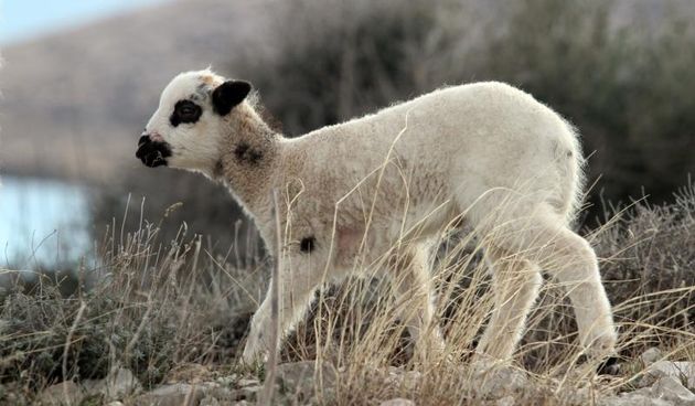 Mladi janjčić, Photo: Goran Kovacic/PIXSELL