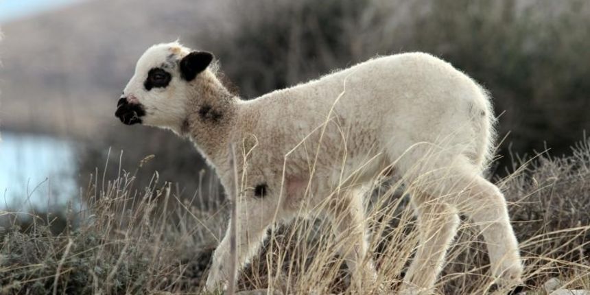 Mladi janjčić, Photo: Goran Kovacic/PIXSELL Mladi janjčić, Photo: Goran Kovacic/PIXSELL
