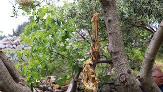 MarsOvca je novi projekt novaljske gastronomije koji na tron diže pašku ovcu