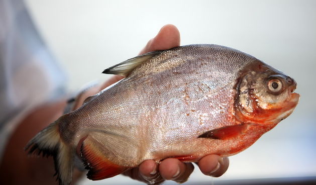 Ribic Tihomir Everle sinoc je u rijeci Dravi u Petrijevcima nedaleko od Osijeka upecao ribu mesozderku crvenu piranu porijeklom iz Juzne Amerike. Ribic je piranu danas predao Josipu Dimnjasevicu, predsjedniku Zajednice sportski