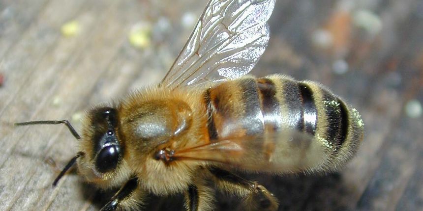 Pčela (Foto: wmconnolley.org.uk) Pčela (Foto: wmconnolley.org.uk)