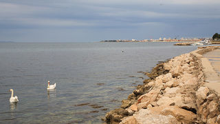 Labudovi u Bibinjama 6. svibnja 2013. Foto: Leo banić Labudovi u Bibinjama 6. svibnja 2013. Foto: Leo banić