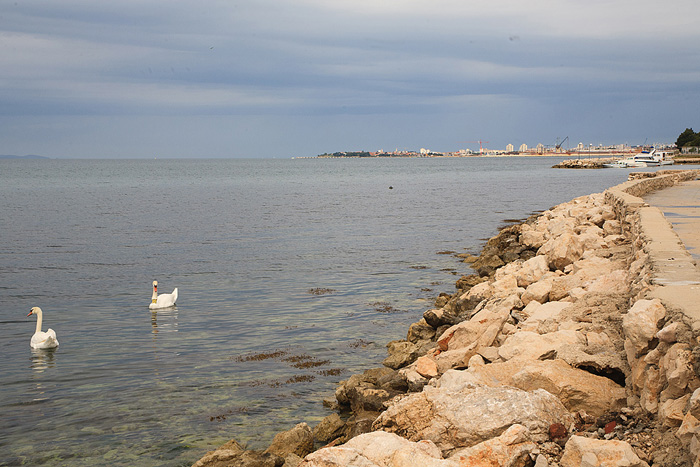Labudovi u Bibinjama 6. svibnja 2013. Foto: Leo banić Labudovi u Bibinjama 6. svibnja 2013. Foto: Leo banić
