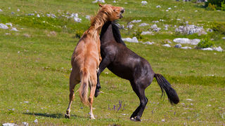 Divlji konji Velebita, foto: Leo Banic