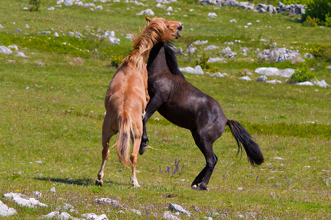 Divlji konji Velebita, foto: Leo Banic