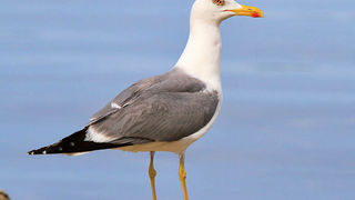 Moj galebe by Leo Banić