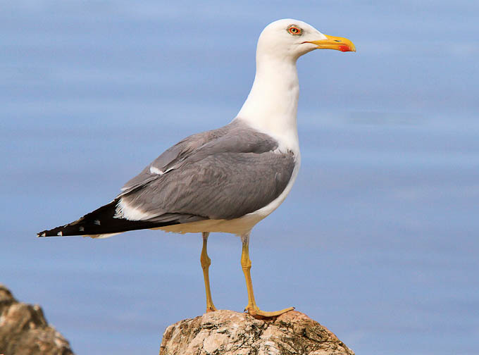 Moj galebe by Leo Banić