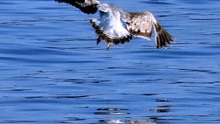 Prekrasno poslijepodne na Puntamici, foto. Leonard Kvarantan