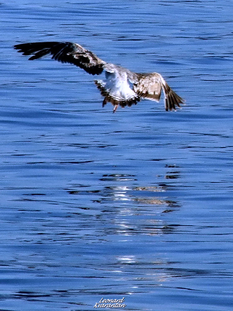 Prekrasno poslijepodne na Puntamici, foto. Leonard Kvarantan
