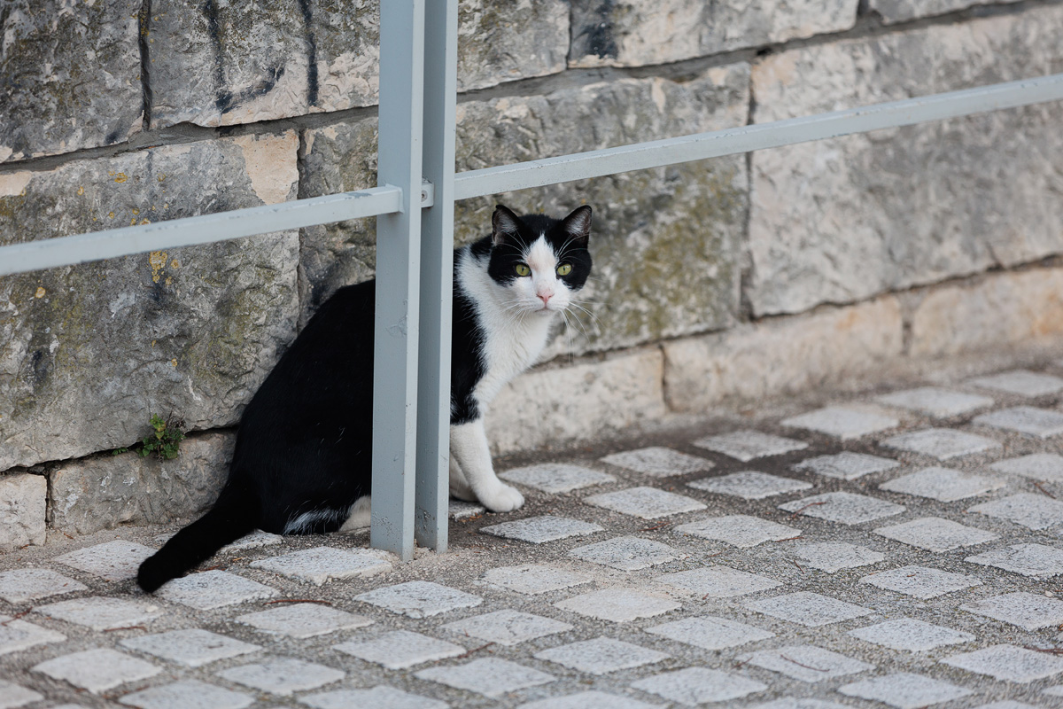 Đir po gradu, 29. siječnja 2025.