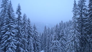 Vlašići BiH, 13. 02. 2010.