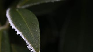 Zbog jutarnjih temperatura u minusu raslinje na kontinentu je prekriveno injem