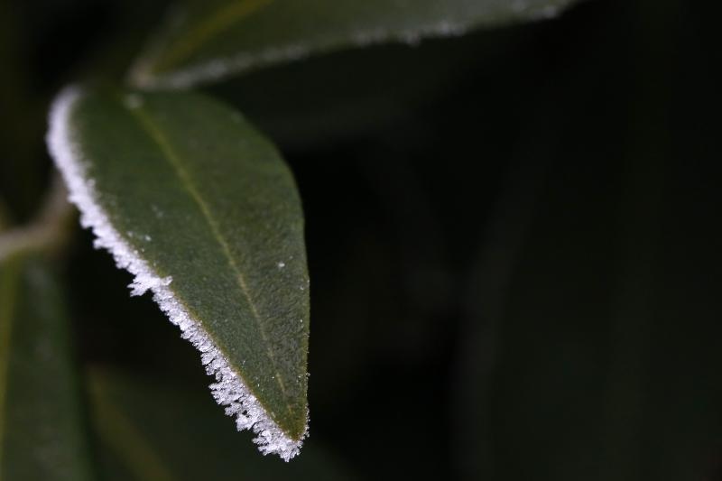 Zbog jutarnjih temperatura u minusu raslinje na kontinentu je prekriveno injem