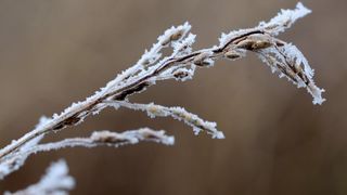 Zbog jutarnjih temperatura u minusu raslinje na kontinentu je prekriveno injem