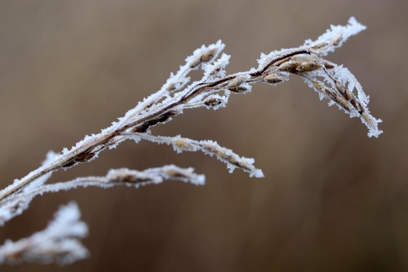 Zbog jutarnjih temperatura u minusu raslinje na kontinentu je prekriveno injem