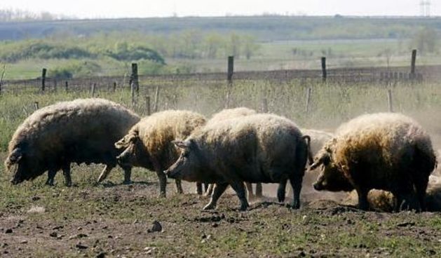 Tko želi probati “ovčju svinjetinu”? (Metro-portal.hr)