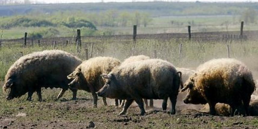 Tko želi probati “ovčju svinjetinu”? (Metro-portal.hr) Tko želi probati “ovčju svinjetinu”? (Metro-portal.hr)