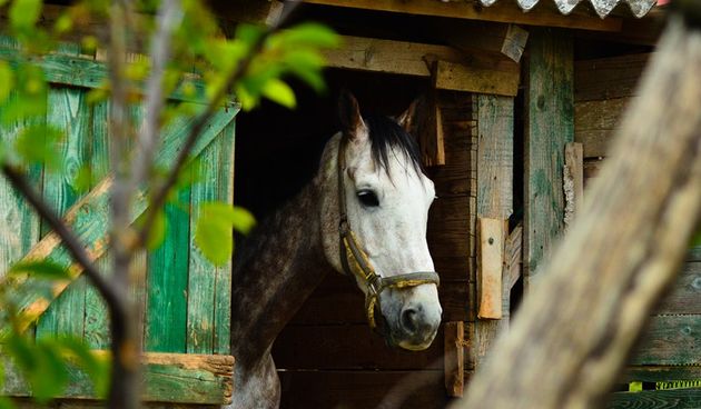 Konjički klub Epona Zadar, foto: Iva Perinčić