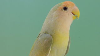 Pobjednici 33. Ornitoloskog prvenstva Hrvatske, Foto: Ivan Dilber Pobjednici 33. Ornitoloskog prvenstva Hrvatske, Foto: Ivan Dilber