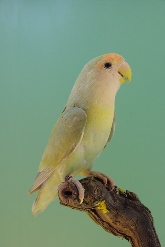 Pobjednici 33. Ornitoloskog prvenstva Hrvatske, Foto: Ivan Dilber Pobjednici 33. Ornitoloskog prvenstva Hrvatske, Foto: Ivan Dilber