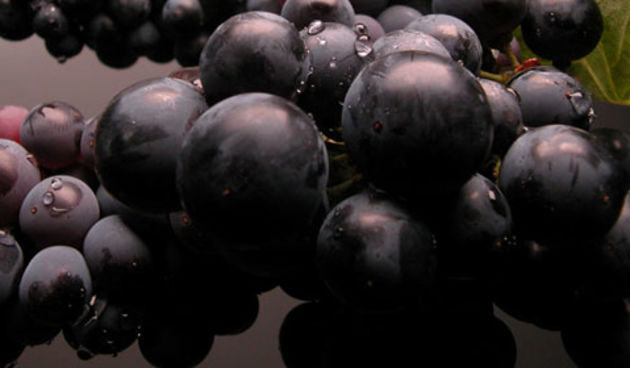 Vino teran, foto: www.coloursofistria.com