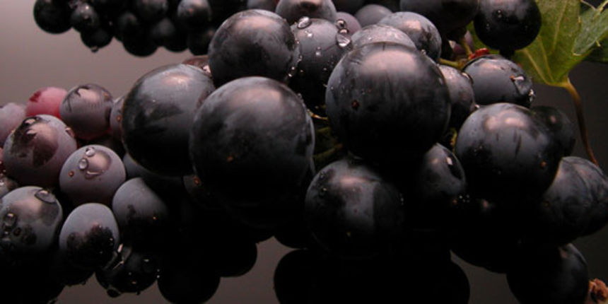 Vino teran, foto: www.coloursofistria.com