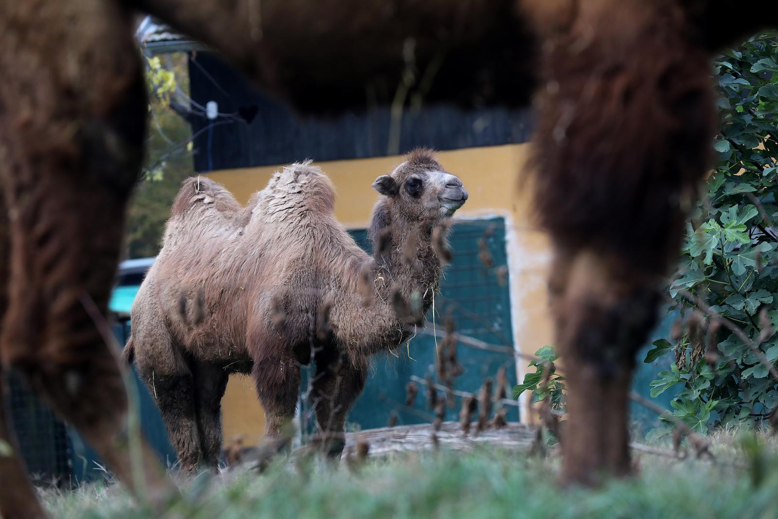 U Zoološki vrt Grada Zagreba stigla je mlada dvogrba deva Zsofia