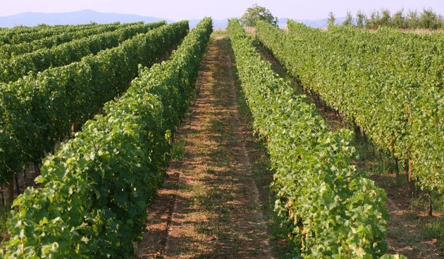 Vinograd, foto: marijanm.wordpress.com