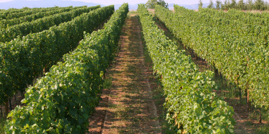 Vinograd, foto: marijanm.wordpress.com Vinograd, foto: marijanm.wordpress.com