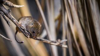 Stanari zagrebačkog Zoološkog vrta u zimskom razdoblju